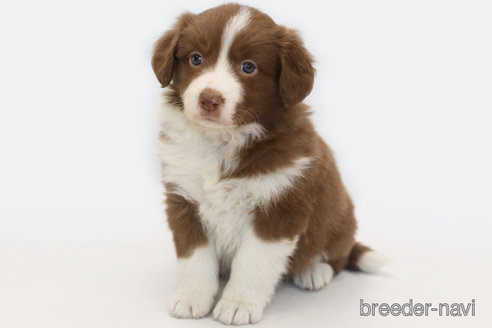 成約済の神奈川県のボーダーコリー-369085